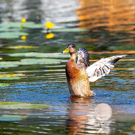 Drewniane Na Splawiu Nad Morzem *